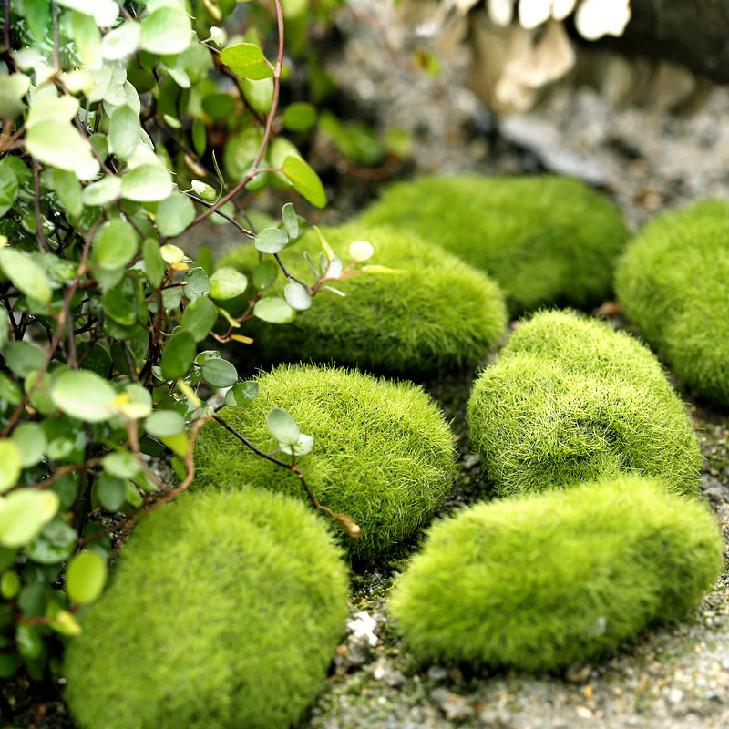 Terrarium Moss Art - Yeşil Suni Çim Köpük Yosun Bitkiler
